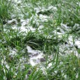 Trawnik po zimie wymaga szczególne pielęgnacji - czas ją zaplanować