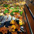 Każda pora roku ma swój urok - jesień to różnokolorowy dywan z liści...