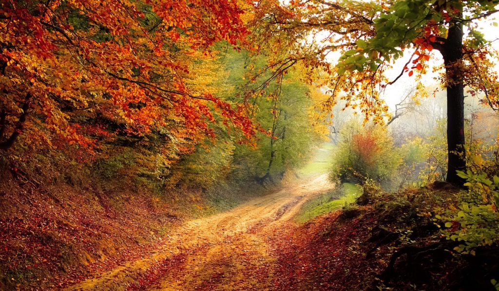 Jesienią warto zboczyć z utartych szlaków i podążyć do celu choćby leśną drogą