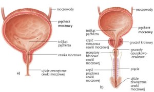 Cewka moczowa u kobiety jest dużo krótsza niż u mężczyzny, stąd to kobiety częściej cierpią na zapalenie pęcherza moczowego