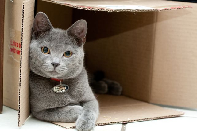 Kot do szczęścia potrzebuje niewiele. Kartonowe pudełko? To ogrom możliwości zabawy