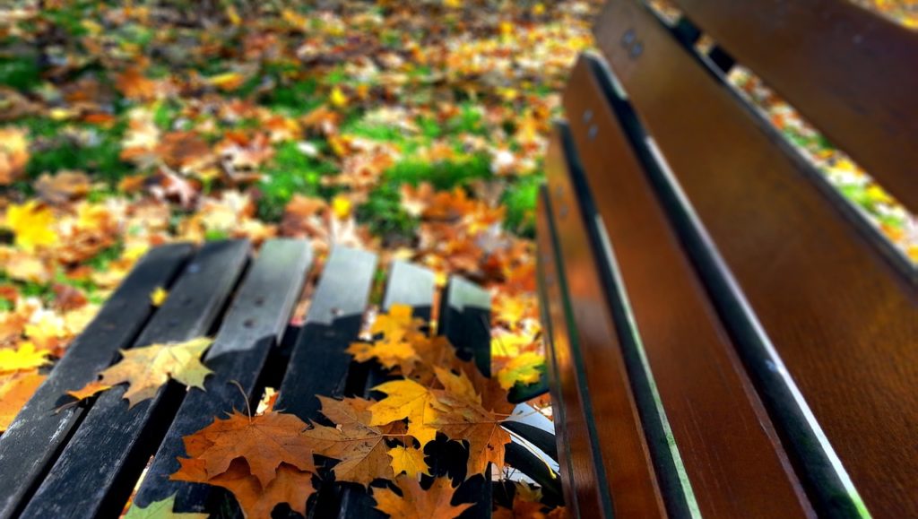 Każda pora roku ma swój urok - jesień to różnokolorowy dywan z liści...