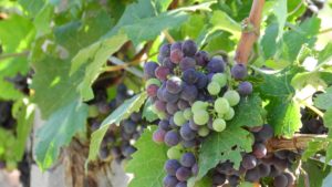 Dzięki skórce z winogron - czerwone wino jest bogate m.in w przeciwutleniacze takie jak resweratrol