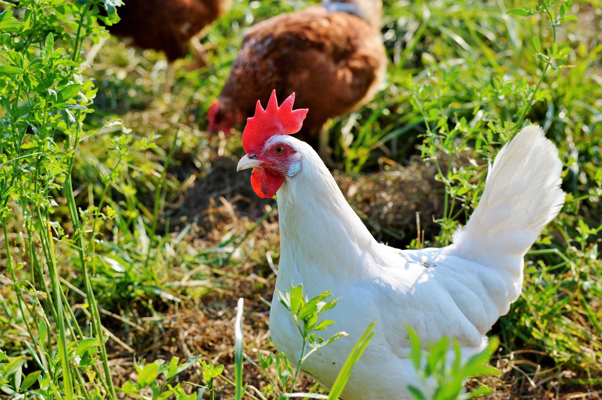 Kurczaki to źródło pełnowartościowego białka w diecie człowieka