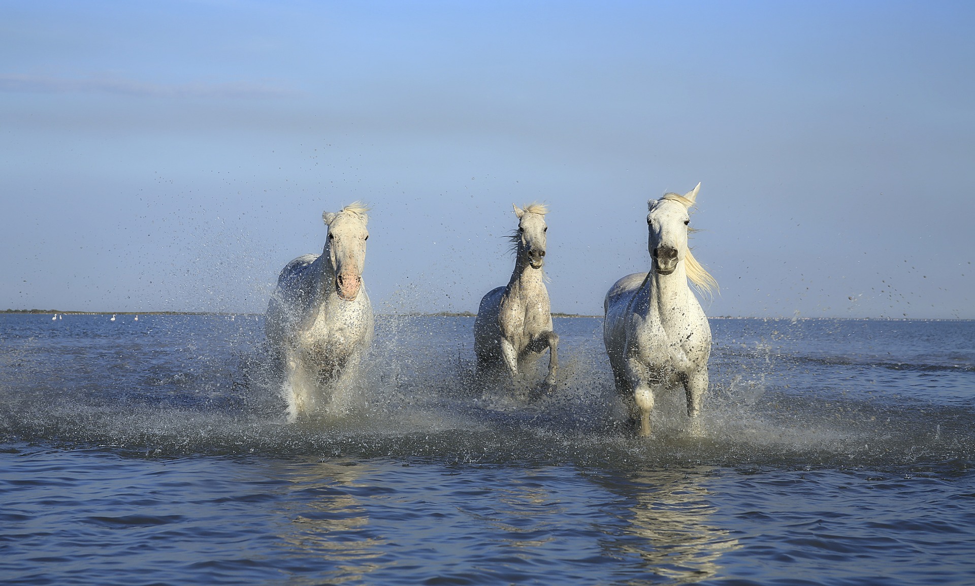 Konie arabskie to majestatyczne zwierzęta, które doskonale wyglądają w galopie