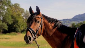 Koń arabski to koń pięknie i proporcjonalnie zbudowany, dlatego często jest fotografowany