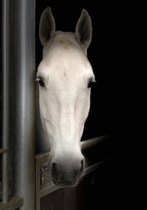 Wśród koni arabskich wyróżnia się kilka typów, które nieznacznie się między sobą różnią